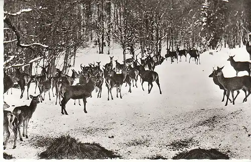 Winter-Wildfütterung nahe Pfronten i.Allgäu ngl C8293