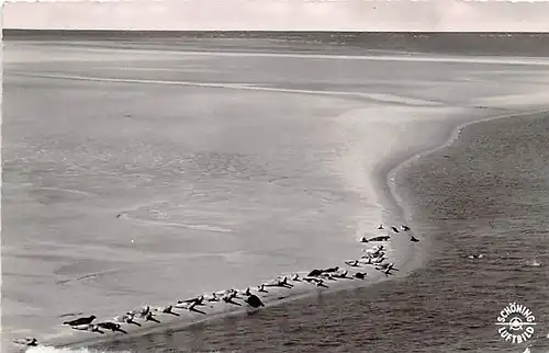 St. Peter-Ording Seehundsbank gl1958 144.633