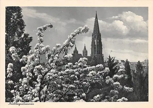 Freiburg im Breisgau Münster Frühlingsstimmung ngl 141.113