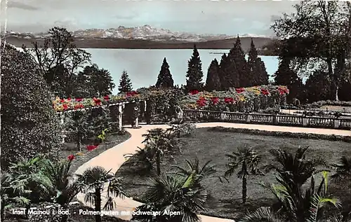 Insel Mainau (Bodensee) Palmengarten mit Schweizer Alpen gl1957 140.937