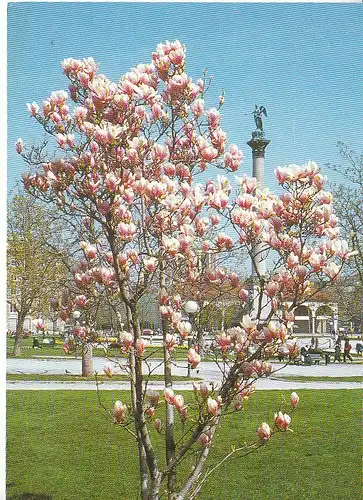 Stuttgart Magnolienblühte am Schloßplatz ngl C9598