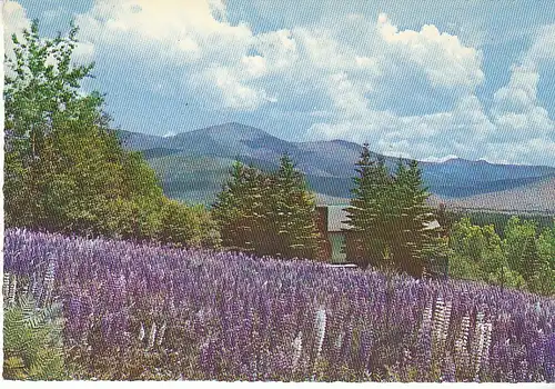 Lupine Blossoms, New Hampshire ngl C9252