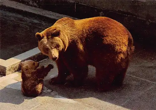Tiere: Bern Junge Bären im Bärengraben ngl 150.539