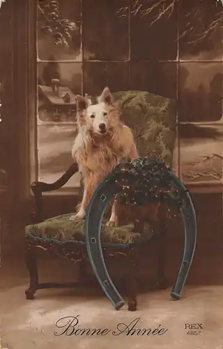 Tiere: Hund sitzt auf Sessel gl1916 150.660