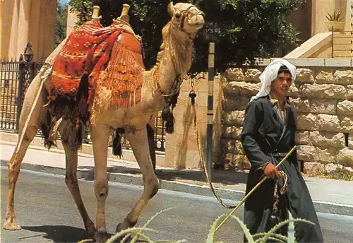 Tiere: Kamel Jerusalem Old City Street Scene ngl 150.669