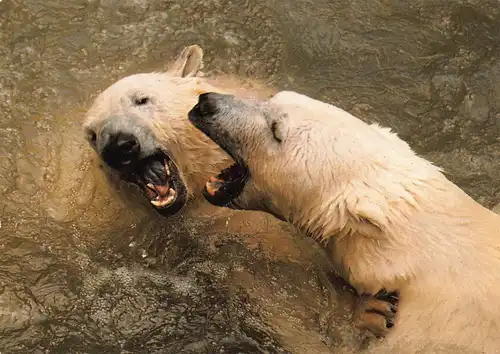 Tiere: Eisbären ngl 150.548