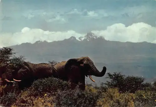 Tiere: Elefanten vor Mount Kenya / Elepfants in front of Mt. Kenya ngl 150.568