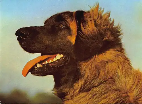 Tiere: Leonberger ngl 150.604