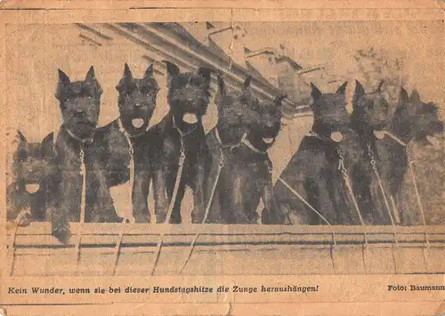 Tiere: Gruppe von 10 Scottish Terriern gl1955 150.659