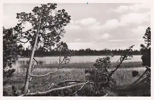 Wildbad Schwarzwald Der Wildsee gl1954 D2174