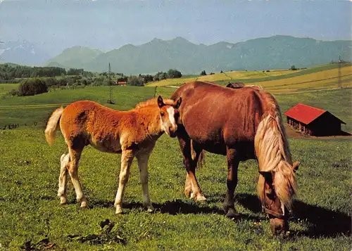 Tiere: Haflinger Stute mit Fohlen auf Weide gl1983 150.756