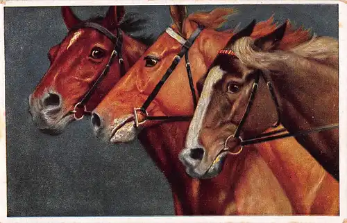 Tiere: Edle Pferde ngl 150.813