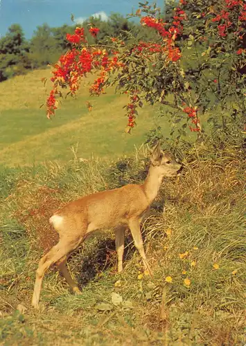 Tiere: Junger Rehbock ngl 150.842