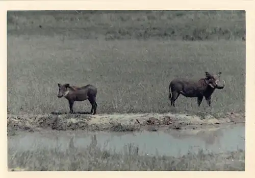 Tiere: Zwei Warzenschweine am Wasser ngl 150.892