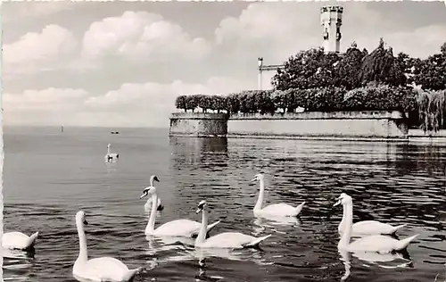 Langenargen am Bodensee Schwäne gl1960 144.952