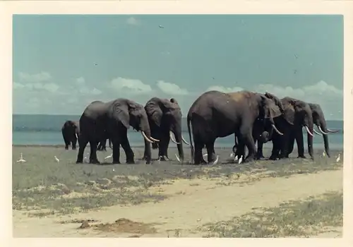 Tiere: Elefanten Foto ngl 150.563