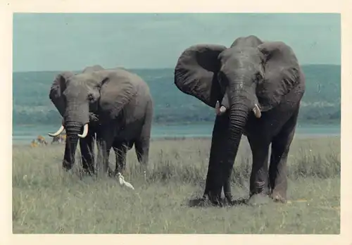 Tiere: Afrikanische Elefanten am Meer Foto ngl 150.573