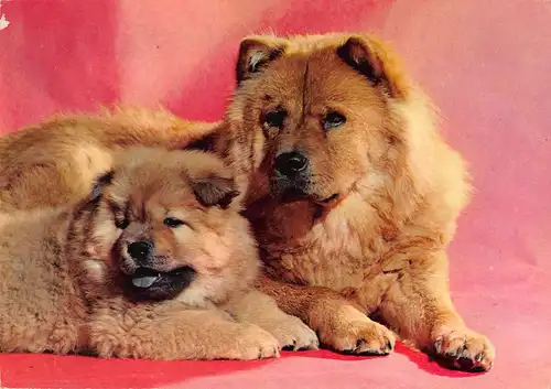 Tiere: Chow Chow mit Welpe ngl 150.652