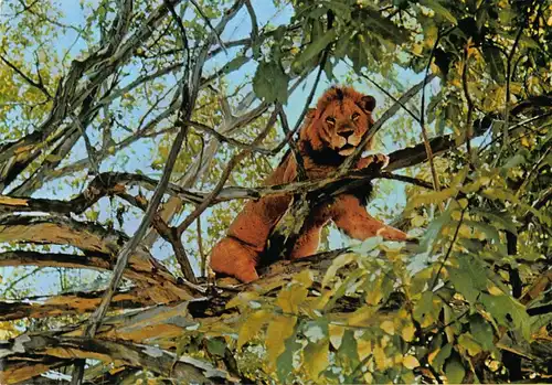Tiere: Löwe im Baum sitzend ngl 150.731
