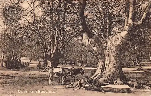 England: Burnham Beeches gl1913 146.516