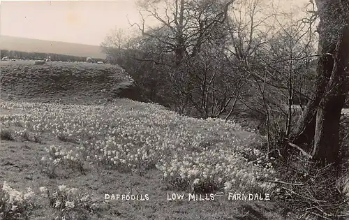 England: Farndale - Daffodils Low Mills ngl 146.574