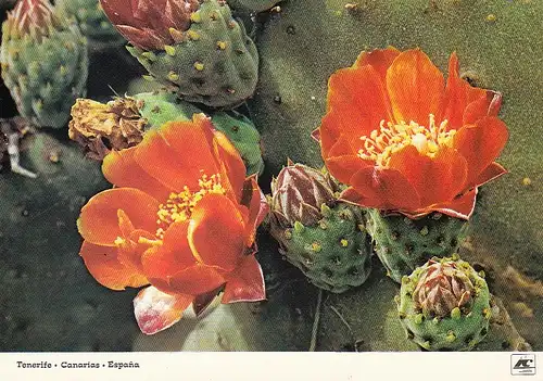 Tenerife, Cactus en flor ngl D5836