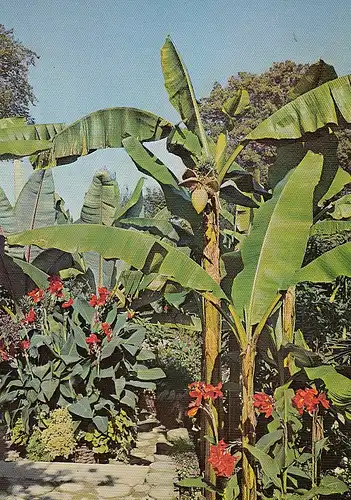 insel Mainau im Bodensee Tropische Gewächse ngl D6441