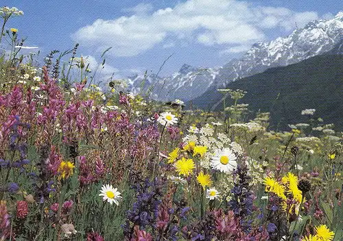 Wiesenblumen in dn Bergen ngl D7025