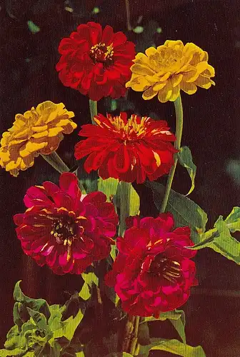 Zinnien ngl D7352