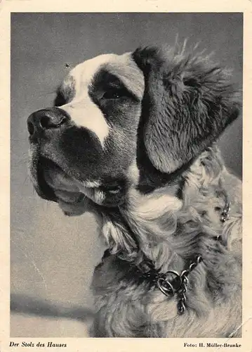 Tiere: Bernhardiner Der Stolz des Hauses ngl 150.641