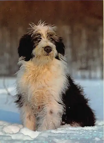 Tiere: Junger Bearded Collie ngl 150.656