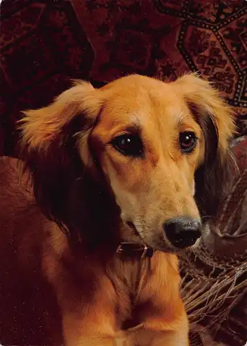 Tiere: Saluki ngl 150.665