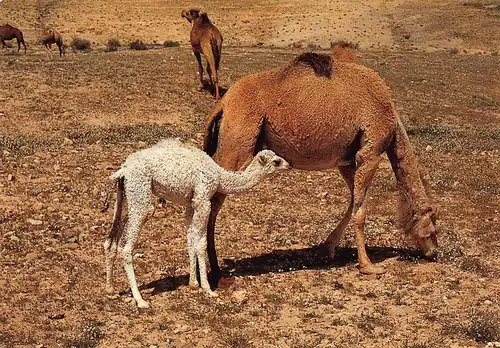 Tiere: Kamel mit Jungem in Negev ngl 150.674