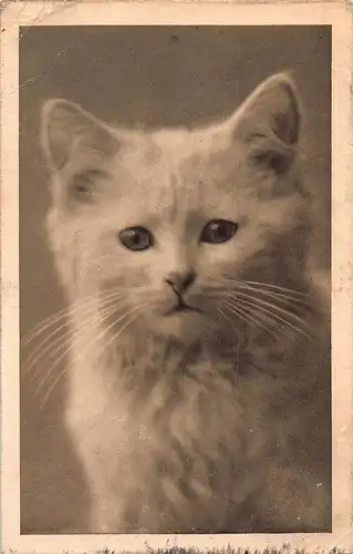 Tiere: weiße Katze Portraitaufnahme ngl 150.682