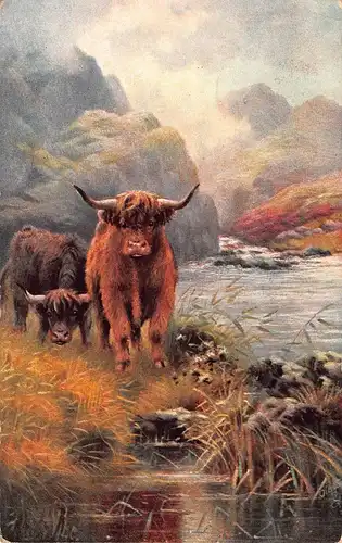 Tiere: Hochlandrinder / In the Highlands gl1909 150.709