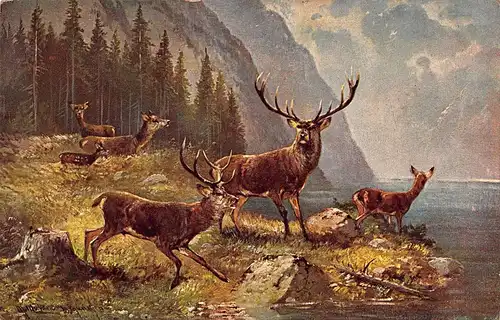 Tiere: Platzhirsch und Rudel am Bergsee gl1919 150.838