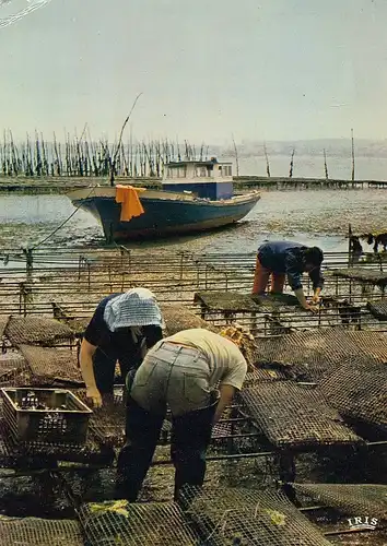 Mise à l'eau de poches d'huitre ... gl1977 D2272