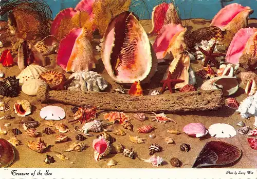 Tiere: Verschiedene Muscheln /Treasure of the Sea Different Shells ngl 150.575