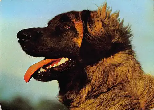 Tiere: Leonberger ngl 150.615