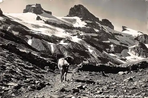 Tiere: Kuh am Jochpass Engelberg Schweiz gl1961 150.721