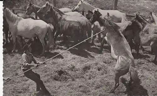 Aigues Mortes (Gard) Capture d'un Cheval Sauvage ngl D8284