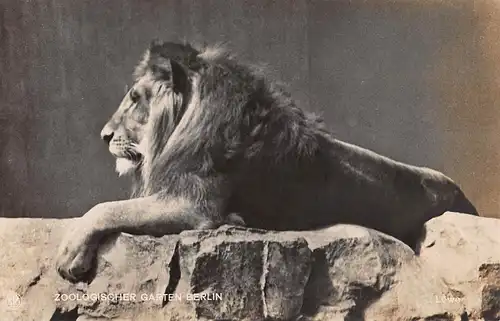 Tiere: Löwe Zoologischer Garten Berlin bahnpgl19? 150.733