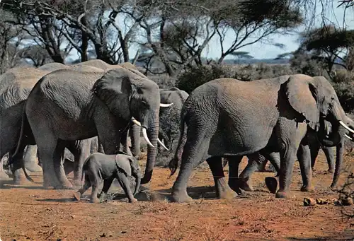 Tiere: Elefantenherde / Herd of Elephants ngl 150.560