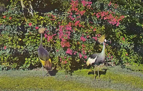 Sarasota Florida Golden crested Cranes from Africa ngl D2847