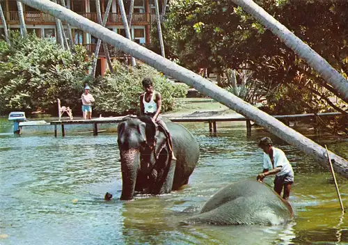 Tiere: badender Elefant / Elephant Bathing Bentota Sri Lanka ngl 150.570