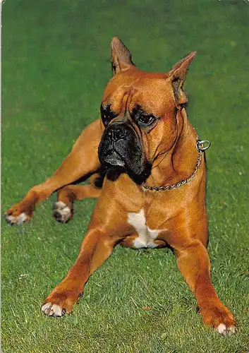 Tiere: Boxer ngl 150.619