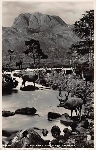 Tiere: Rudel Hirsche am Bergbach/stags and hinds near loch maree gl1953 150.839
