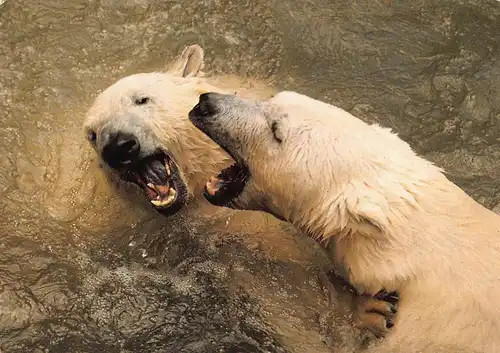 Tiere: Eisbären ngl 150.541