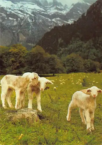 Tiere: Junge Schafe/ Lämmer auf der Weide ngl 150.865