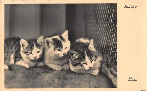 Tiere: Drei junge Kätzchen Das Trio gl1931 150.692